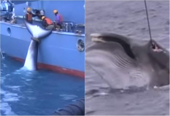Publican en Australia un impactante video de caza de ballenas