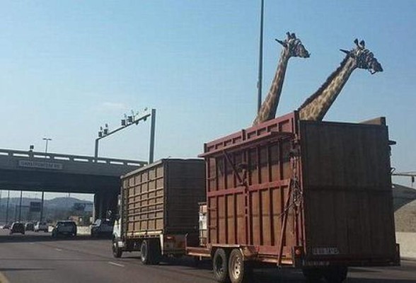 Muerte de una jirafa contra un puente estremece las redes sociales