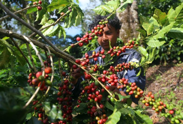 Envíos de café ya suman 5.6 millones de quintales en primer cuatrimestre