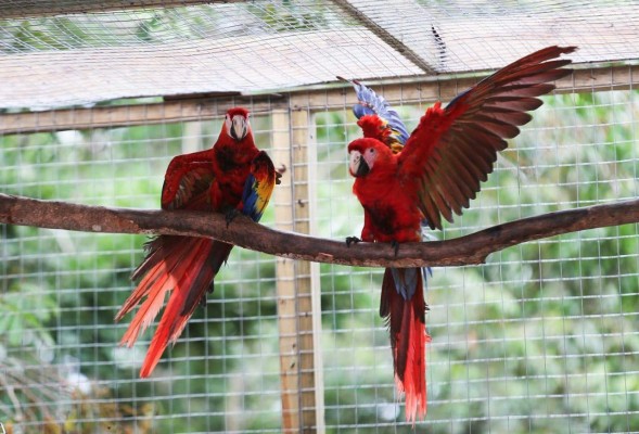 Liberan ocho guacamayas rojas, ave en peligro de extinción en Honduras  