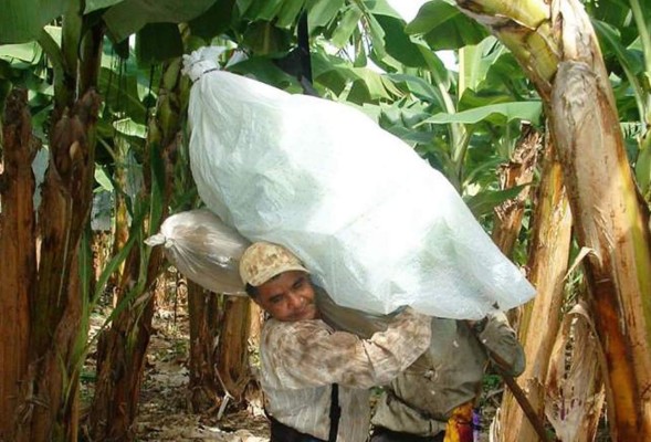 Exportación de banano de Honduras cae 5.4% en 2014