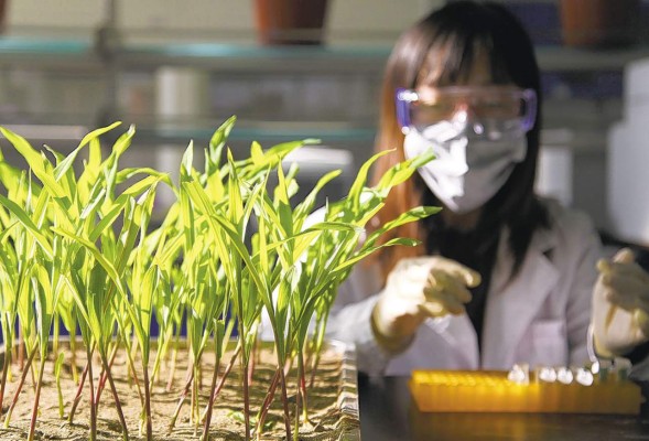 China quiere ser un gigante de las semillas con un ojo en Monsanto