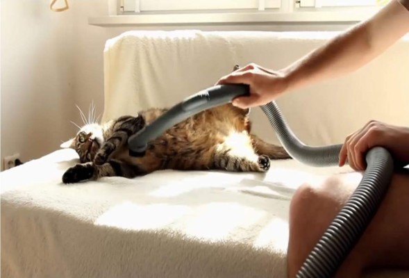 Gato disfruta masajes con una aspiradora