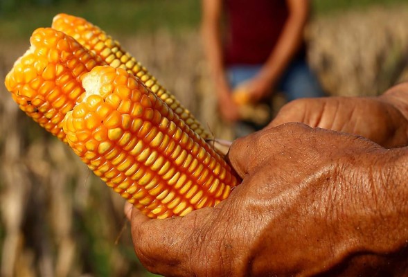 Precio del maíz retrocede en el mercado de granos