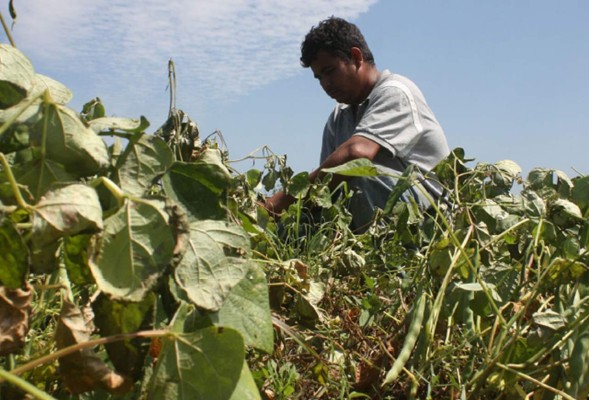 Sin recursos 70% de productores hondureños