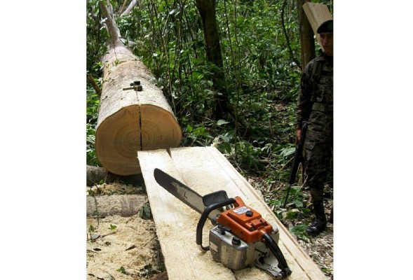 Preocupa aumento de la tala ilegal de madera en la región del Valle de Sula