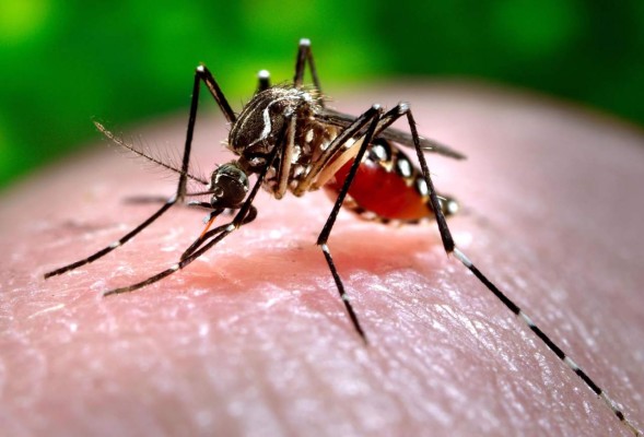 Se investigan posibles brotes de Chikungunya en Tegucigalpa
