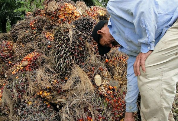 Buscan aumentar producción de aceite de palma