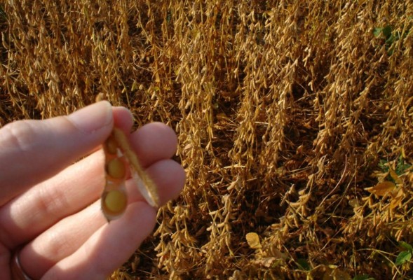 Caída de precios de granos golpea a Argentina