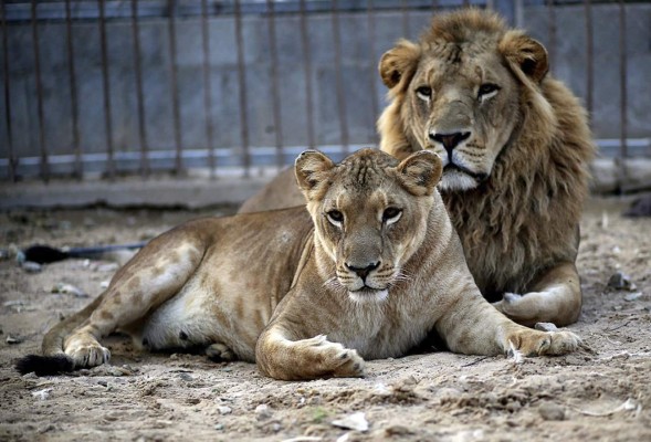 Zoológico en Argentina permite entrar a las jaulas de los leones