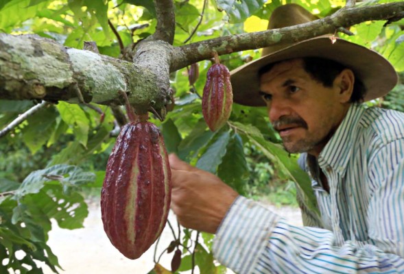 Cacao hondureño supera el precio de la Bolsa de Nueva York