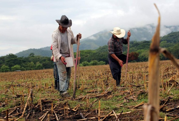 Honduras: Por falta de incentivo al agro se estanca la economía de Yoro