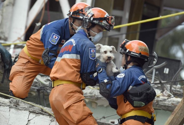 A schnauzer dog who survived the quake is pulled out of the rubble from a flattened building by rescuers in Mexico City on September 24, 2017. Hopes of finding more survivors after Mexico City's devastating quake dwindled to virtually nothing on Sunday, five days after the 7.1 tremor rocked the heart of the mega-city, toppling dozens of buildings and killing more than 300 people. / AFP PHOTO / ALFREDO ESTRELLA