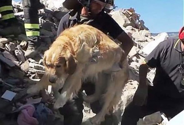El milagro de Romeo, el último perro sobreviviente del sismo en Italia