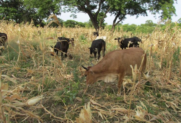 Fenagh pide al Gobierno flexibilizar préstamos en el Banco Agrícola