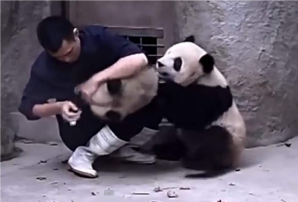 La escena es adorable al ver a este hombre luchar para que los dos ositos pandas puedan recibir su medicamento. Foto YouTube.