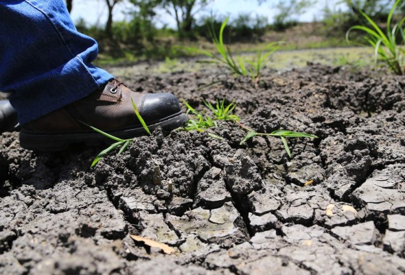 Si en siete días no llueve, hondureños perderán el 70% de cultivos