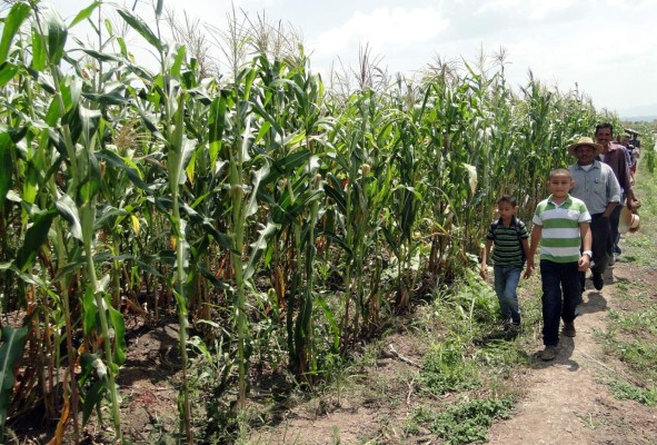 Campesinos de Honduras diversifican producción con la tilapia