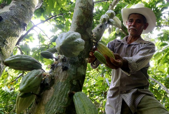 Cacao hondureño se clasifica entre los 50 mejores del mundo