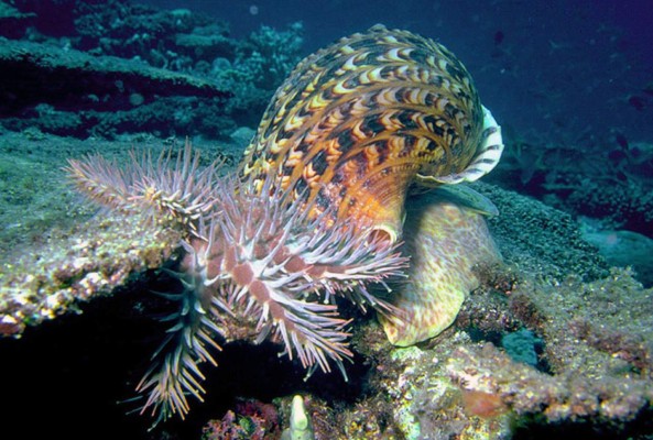 Un caracol de mar gigante podría salvar la Gran Barrera de Coral de Australia