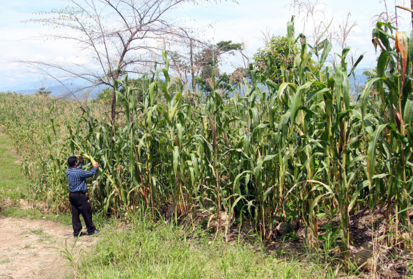 Campesinos del Valle de Sula reemplazan cultivos de maíz por cacao fino