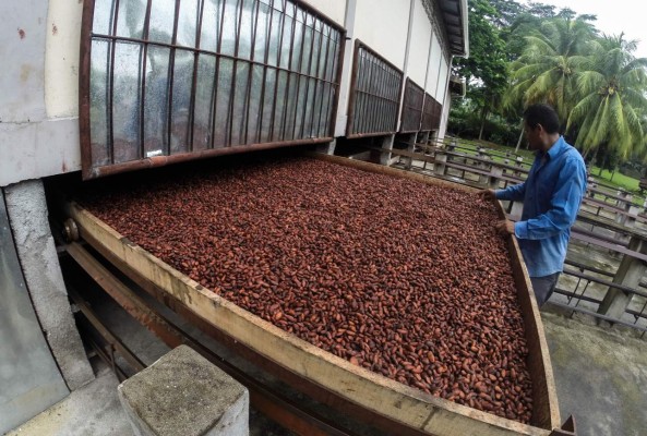 Reconocimiento en París motiva a productores de cacao en Honduras