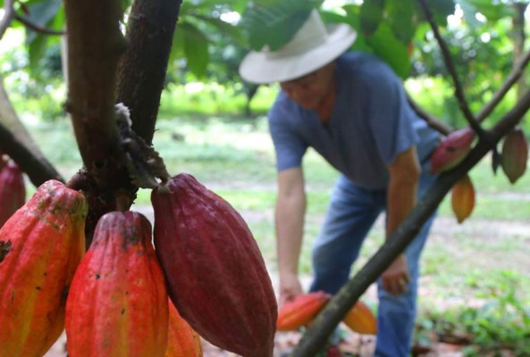 Cacao hondureño competirá en Francia