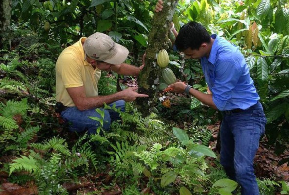 Fhia prepara curso sobre propagación de cacao con injertos