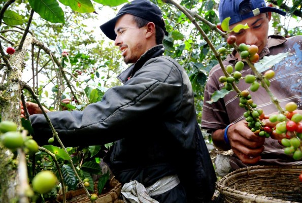 Honduras tendrá la mejor cosecha de café de la región