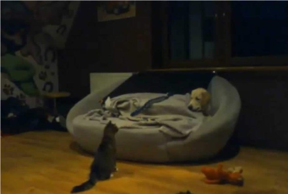 La batalla adorable entre un perro y gato por un lugar en el sofá