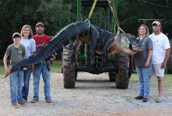 Familia caza caimán gigante en Estados Unidos