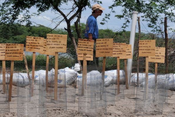 Honduras: Advierten baja producción de huevos de tortugas