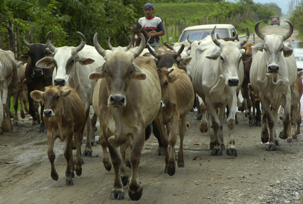 Anuncian plan de repoblación bovina en Honduras