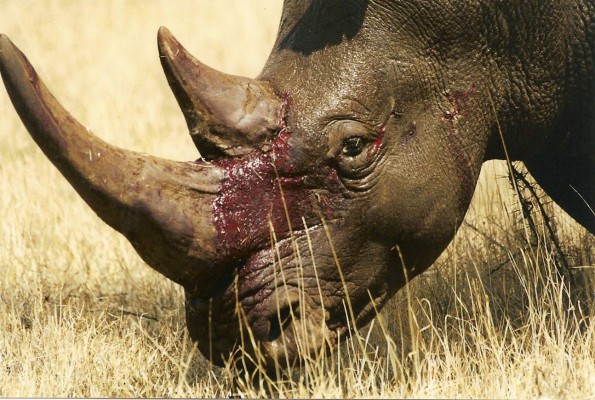 Close-up of a facial injury on a Kenyan rhino.