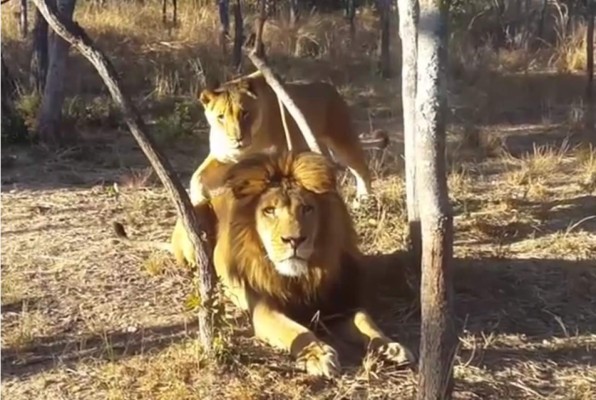 Cuando una leona asusta a un león