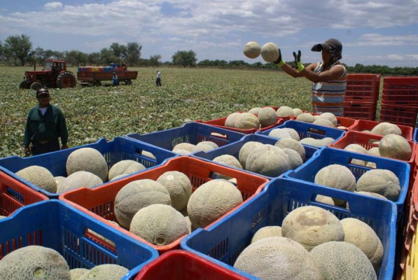 Meloneros prevén captar $65 millones por exportaciones