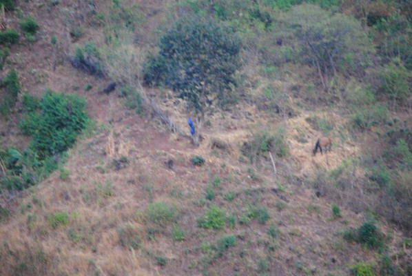 Policía libera a secuestrado y captura a banda Los Corrales