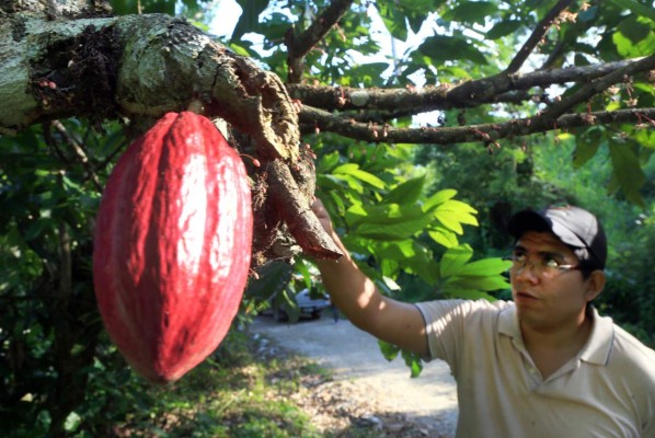 Cholomeños labran el futuro del cacao de alta calidad