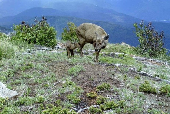 Confirman la presencia de una especie en extinción en el norte de la Patagonia chilena