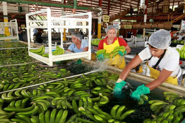 En 11.5% crecen envíos de banano al extranjero