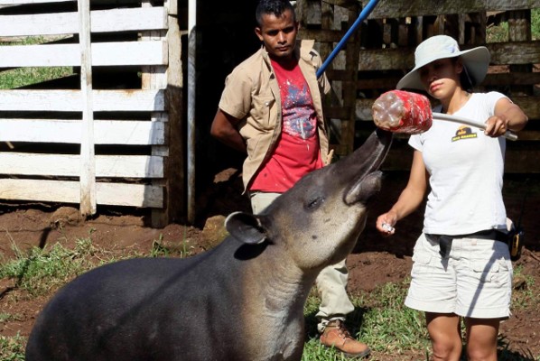 Lidia Núñez, la veterinaria mexicana que por amor a los animales está en Honduras