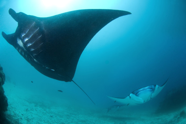 Indonesia crea el mayor santuario del mundo de mantarrayas