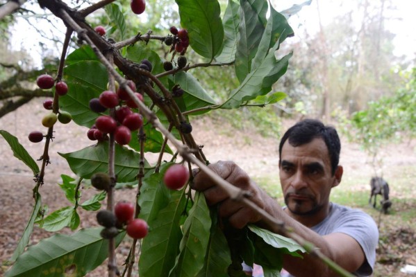 EUA ofrece a Honduras $3.9 millones en asistencia alimentaria