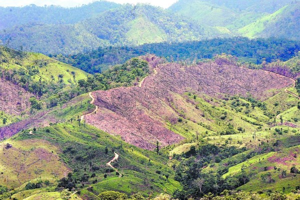 Fiscalía, Ejército y el ICF intervienen por daños a la Biosfera de Río Plátano