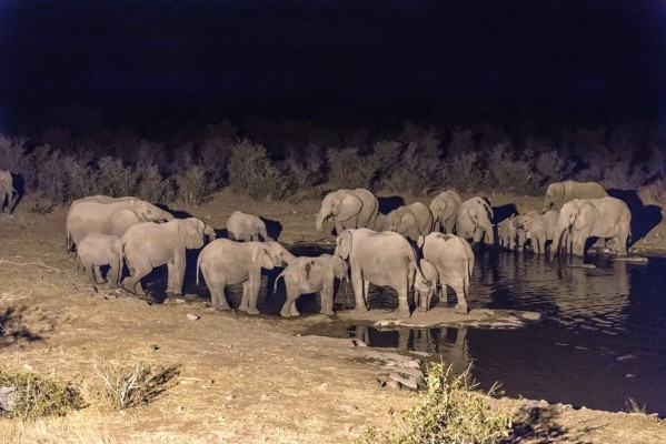 Elefantes: viajan de noche para no ser cazados  