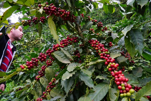 Millonarias pérdidas por falta de cortadores de café