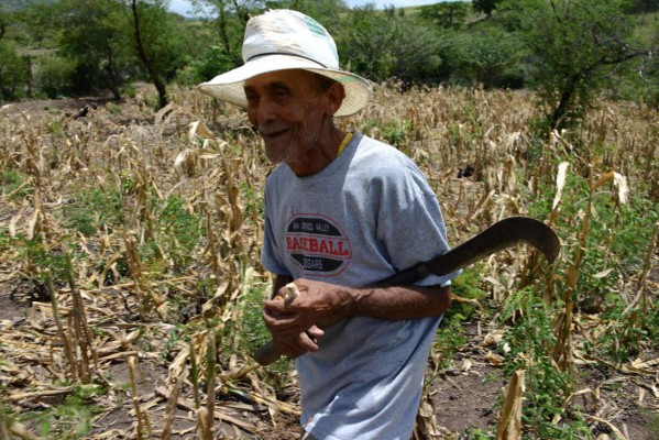 Sequía y plaga por cambio climático agravan el hambre en Honduras