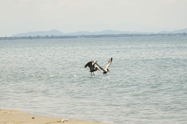 Parque Nacional Punta Izopo, santuario de biodiversidad