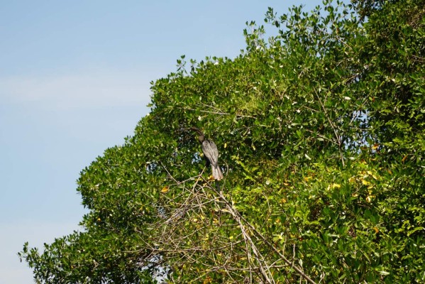 Parque Nacional Punta Izopo, santuario de biodiversidad