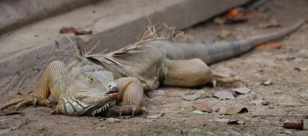 Mico Quemado, belleza natural: refugio de fauna y vida silvestre